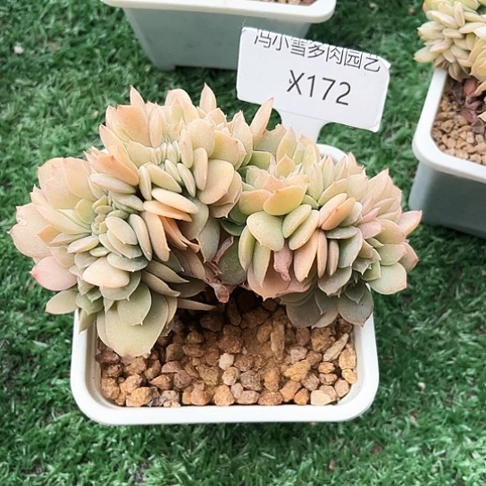我是第一百个为妖刀应援滴