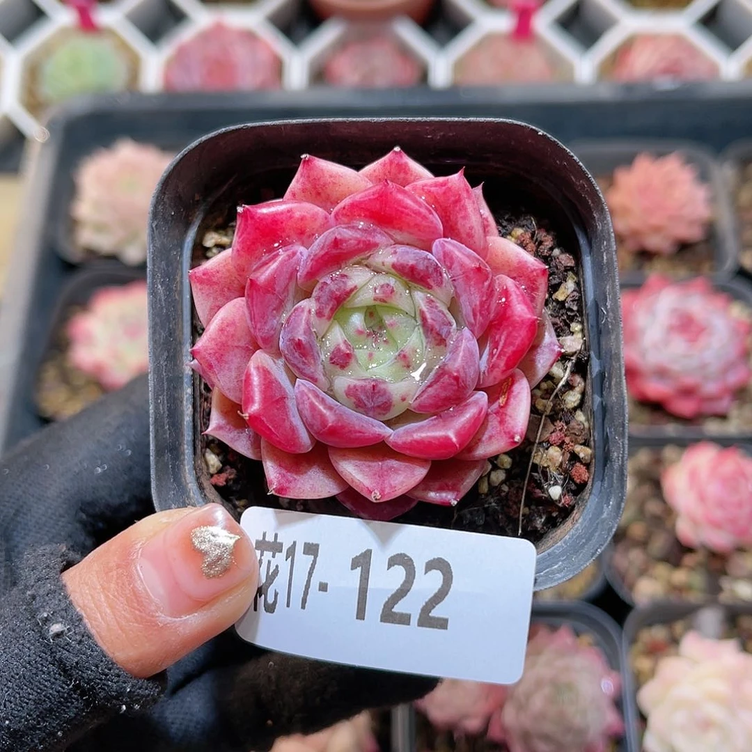 花17-122映月台单头