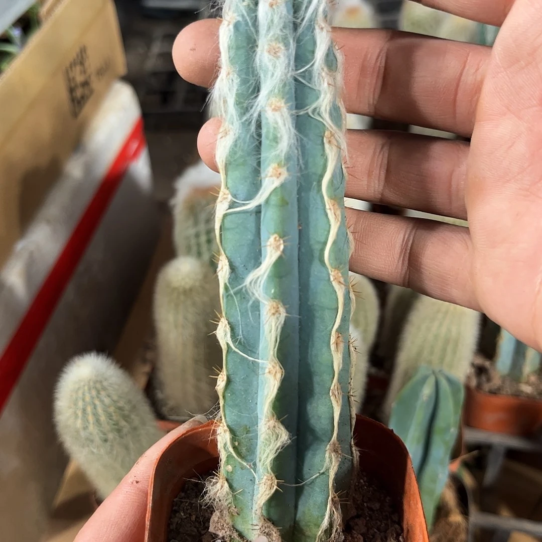 长毛蓝柱单头发货有根