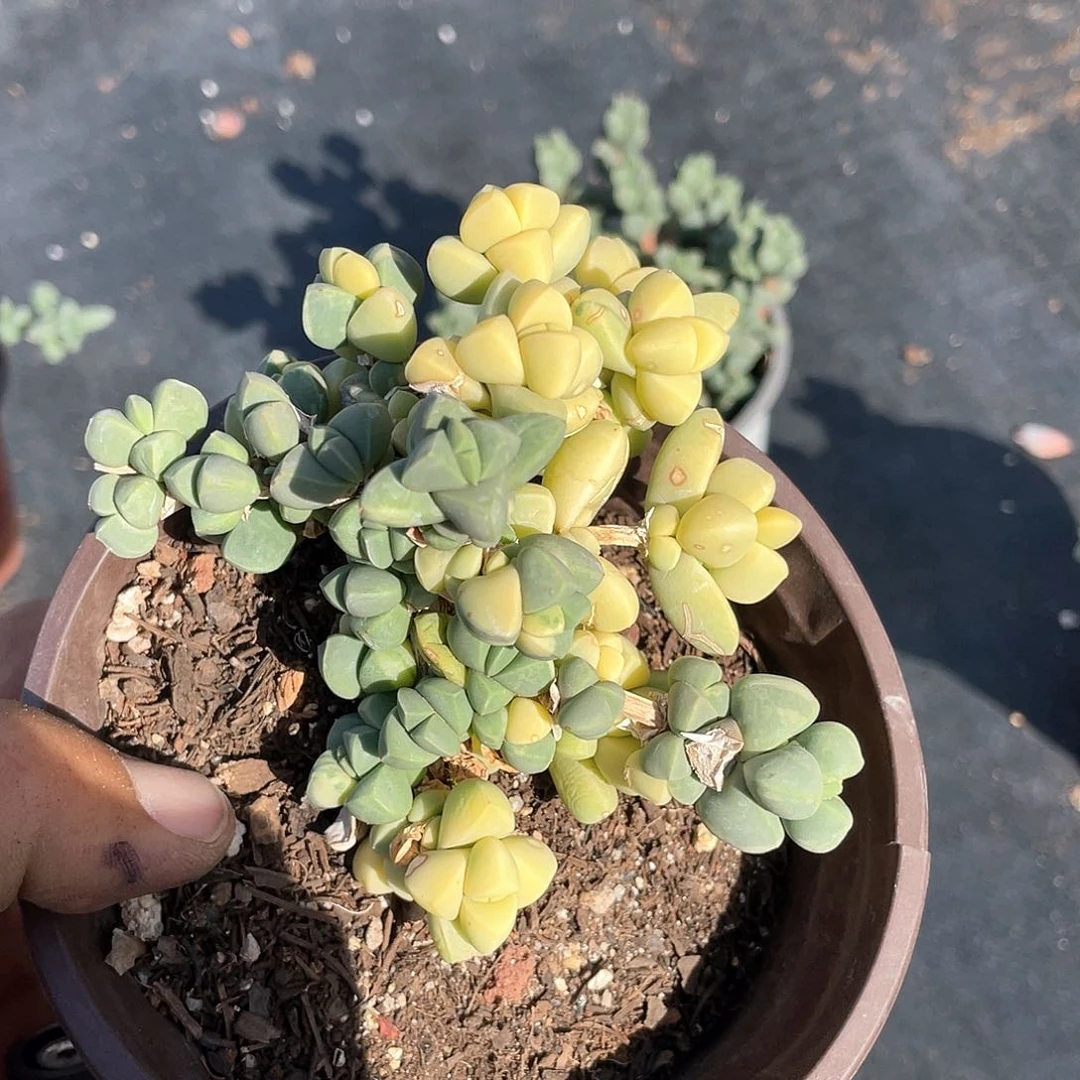 鹿角海棠锦带盆发货