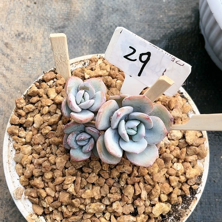 我是第一百个为妖刀应援的阴阳桃花