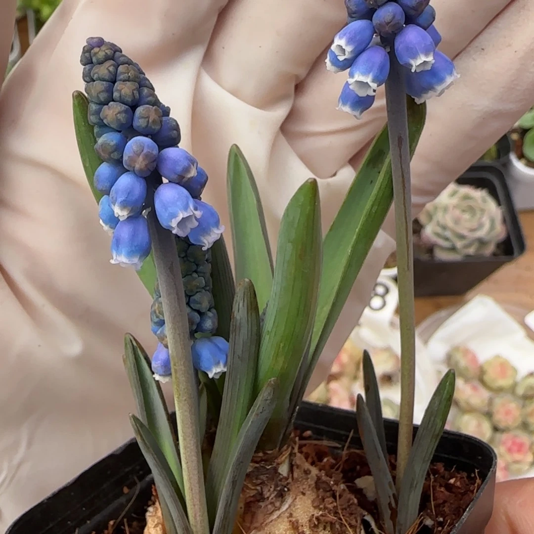 紫风铃风信子一颗福利