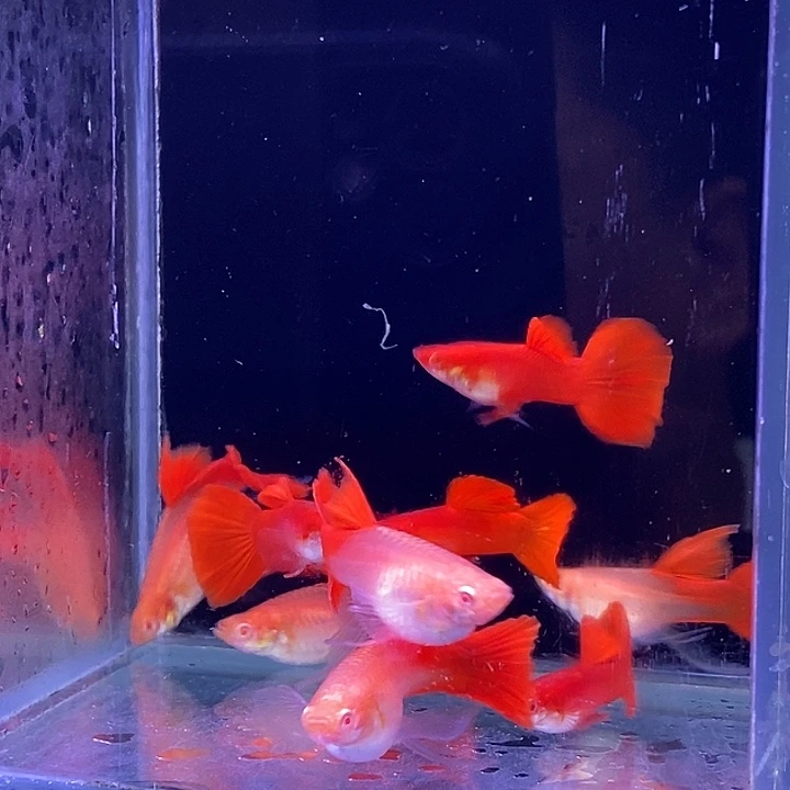 孔雀鱼血红飘c10条包邮
