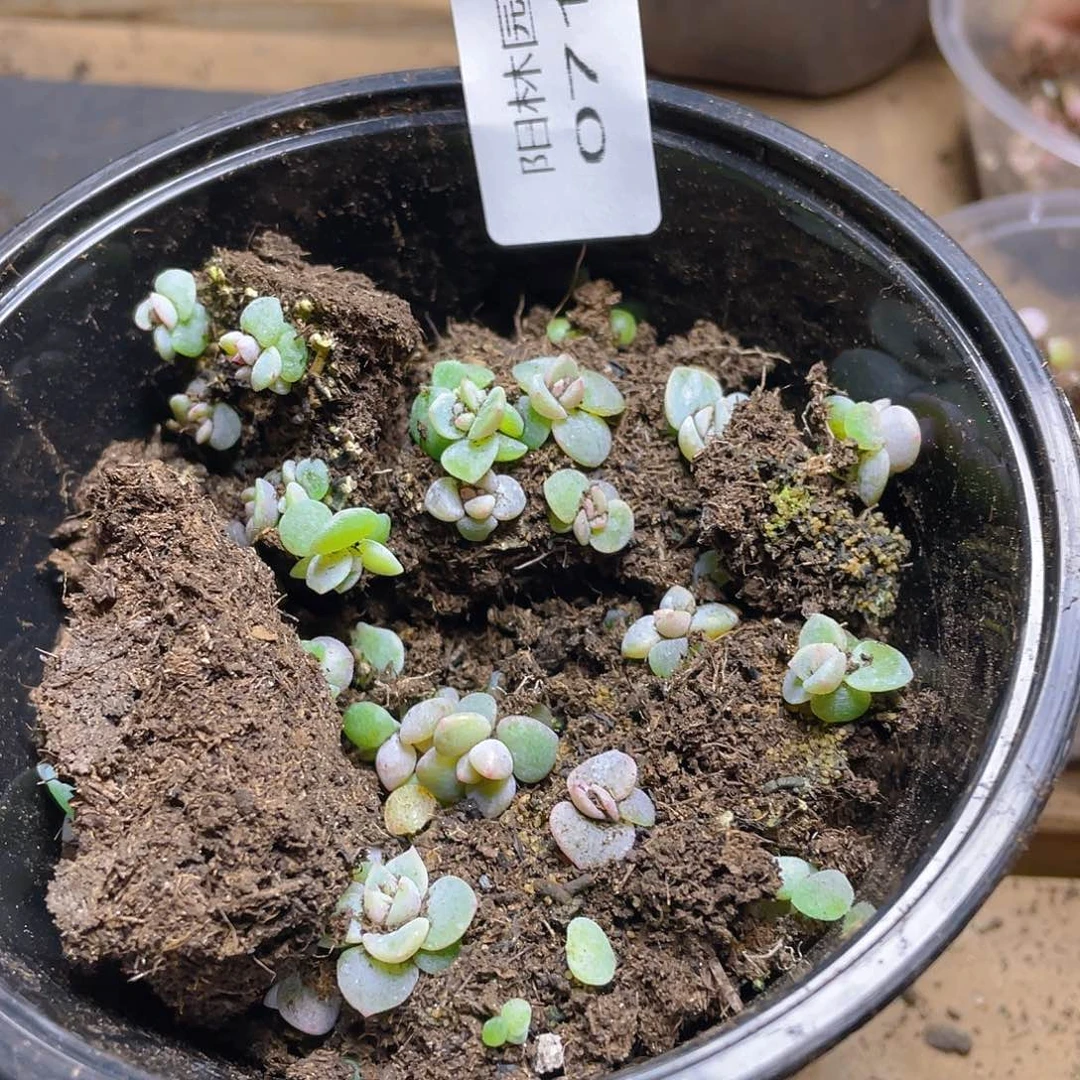 多肉植物多肉植物713