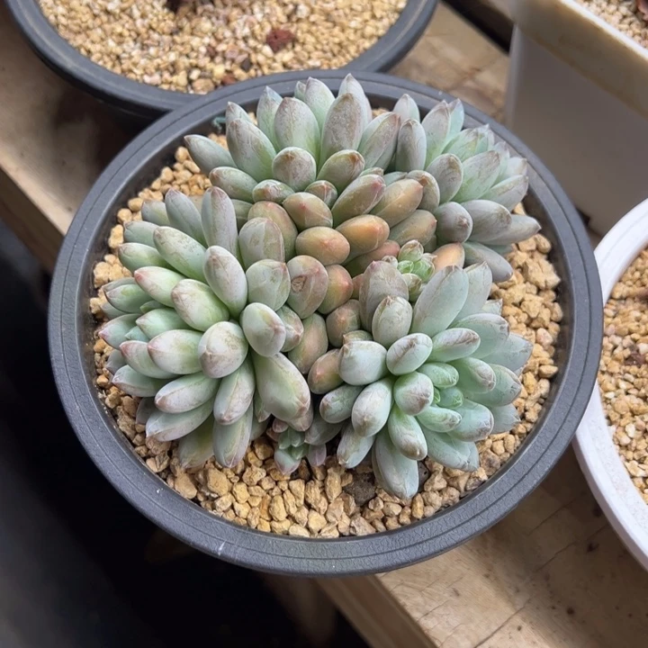 咖啡豆美人 夏鸣园艺