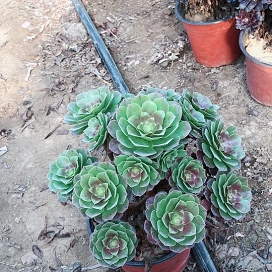 万圣节法师0000056