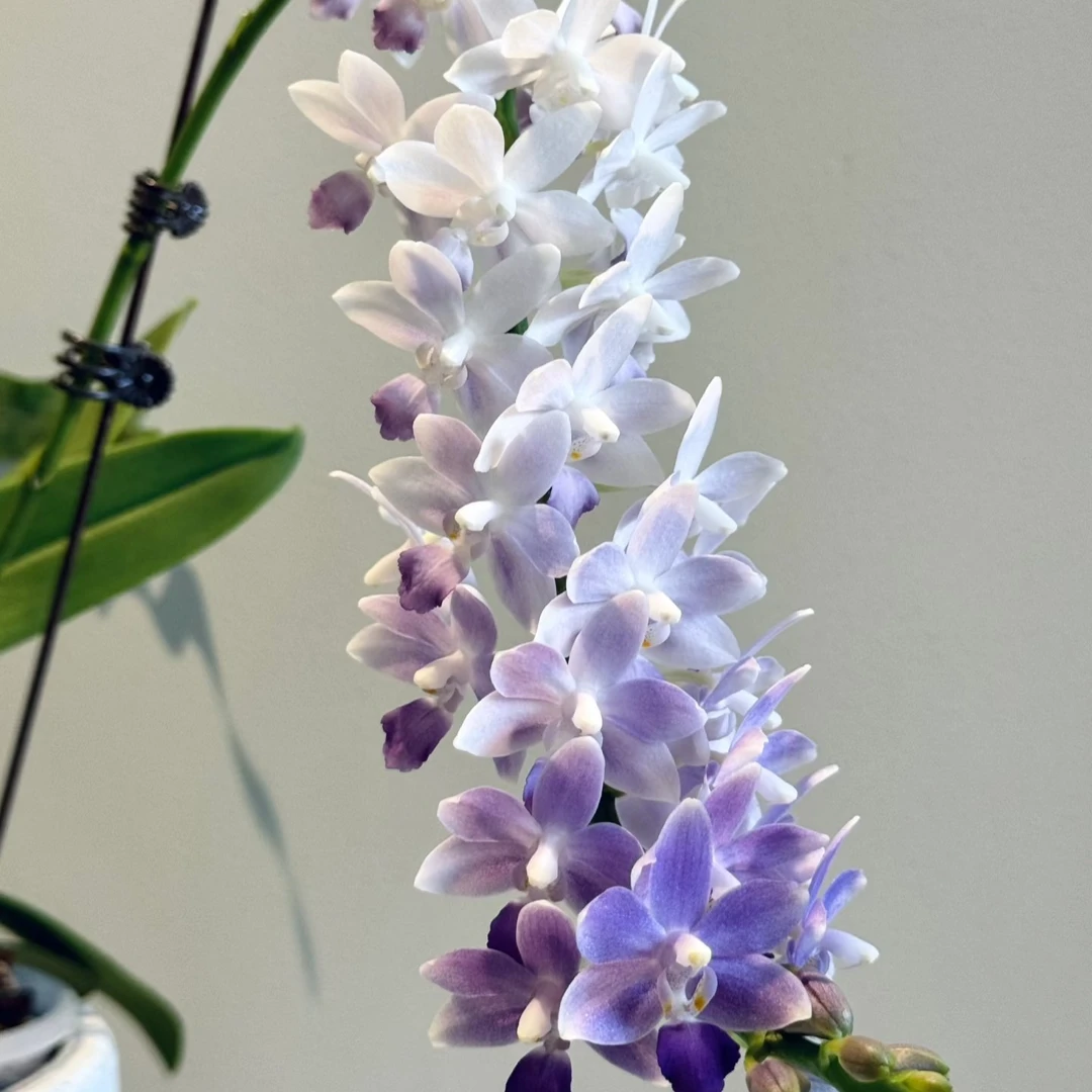 蝴蝶兰苗【蓝星】小花型根系一般，3.0寸加高杯，无花剑未开花