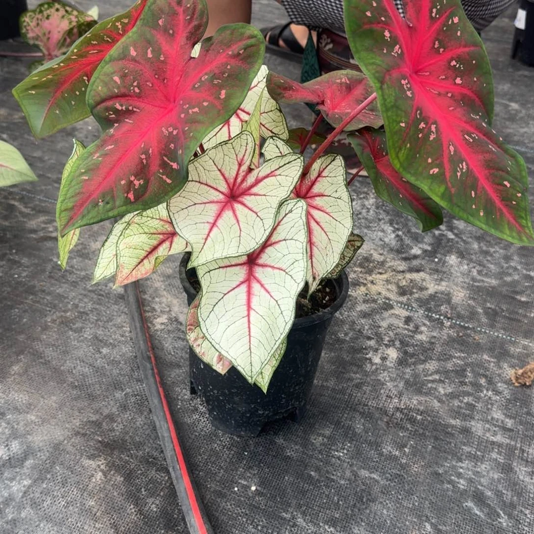 无花朵混球068彩叶