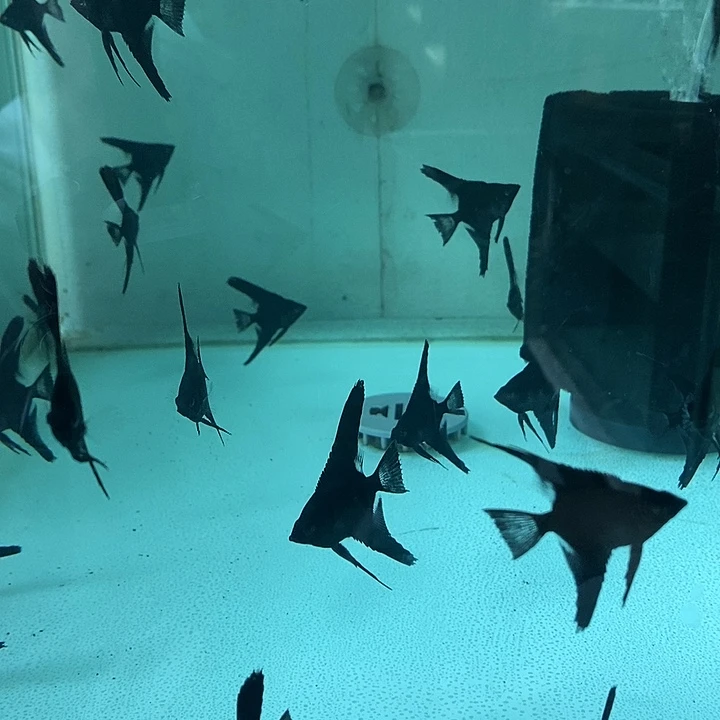 散***）神仙鱼墨鱼伊萨贝尔鸳鸯红魔鬼金鼎个2只2-3厘米