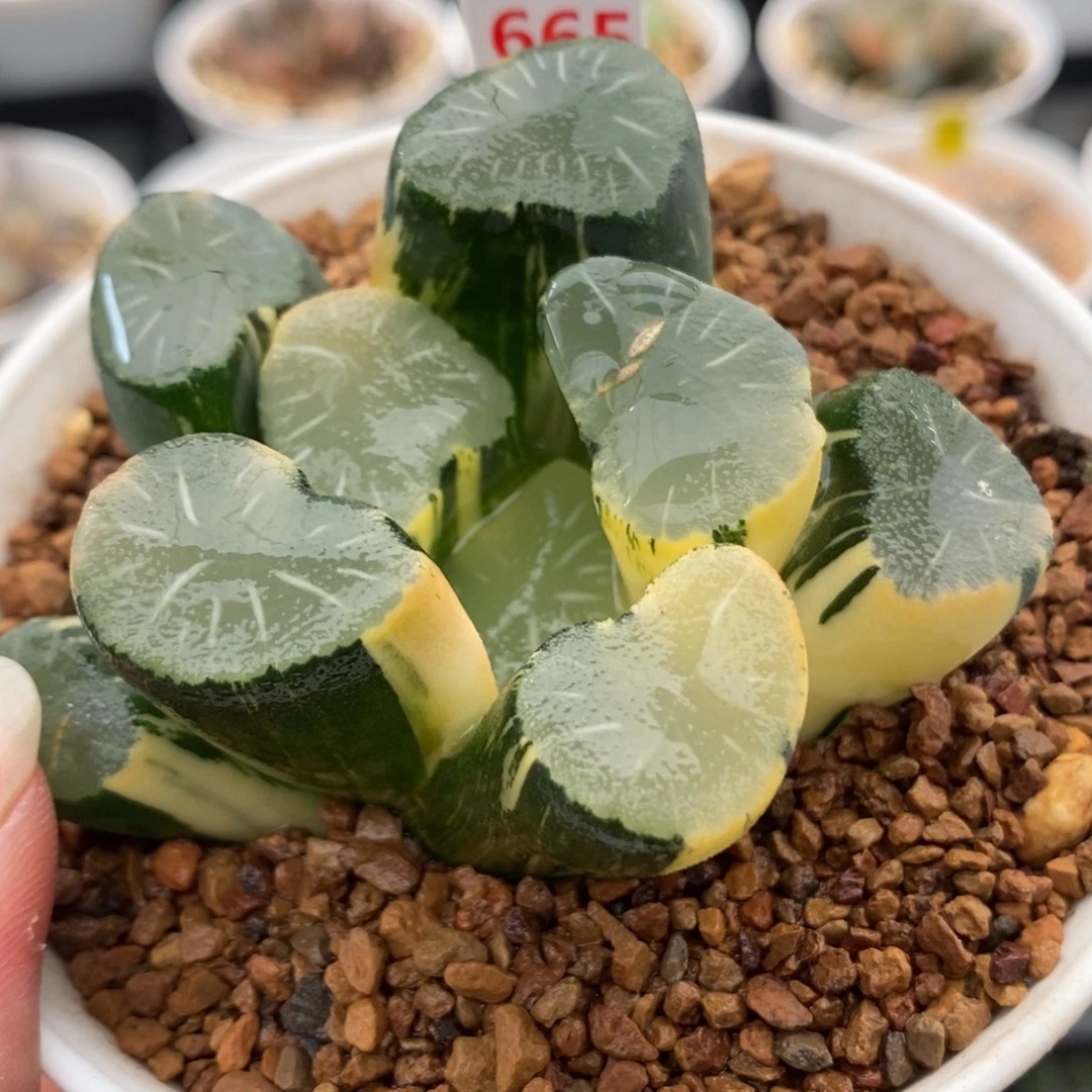 665欧大宝实生万象锦