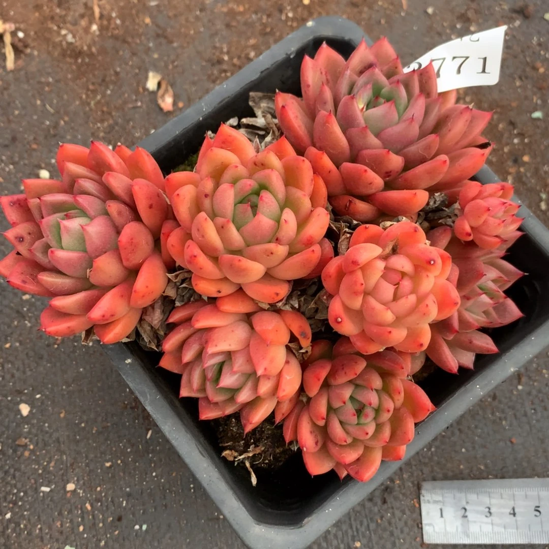 3771杂交多肉植物