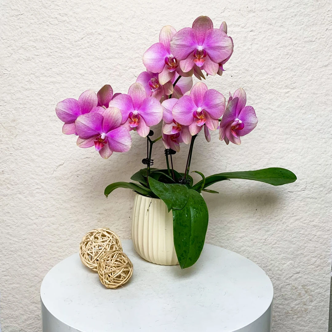 【梵高】欧品鲜花蝴蝶兰 稀有粉色系花 蜡质花 花期长