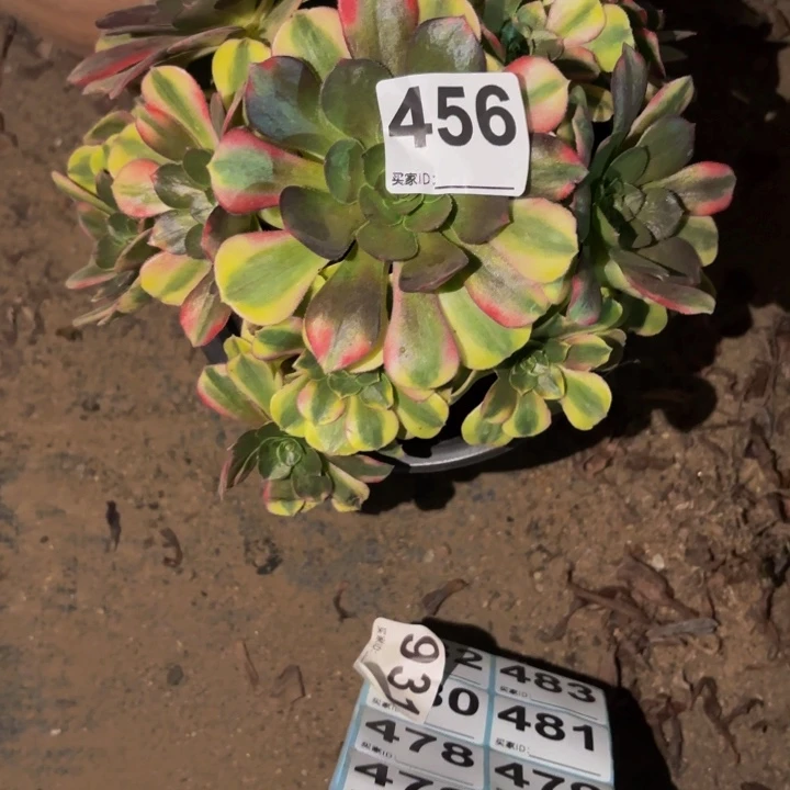 456雨荷多肉植物不售后