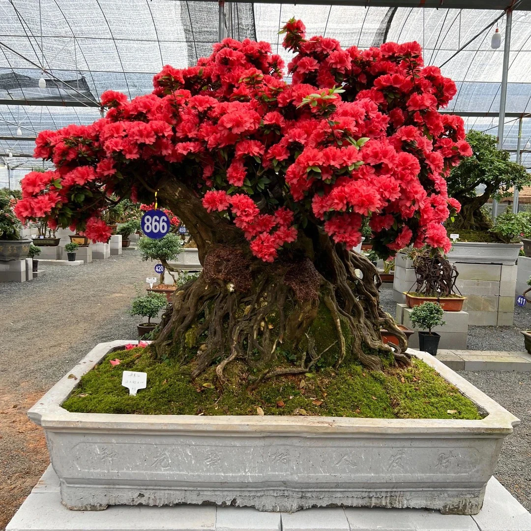 福永杜鹃花付款1号