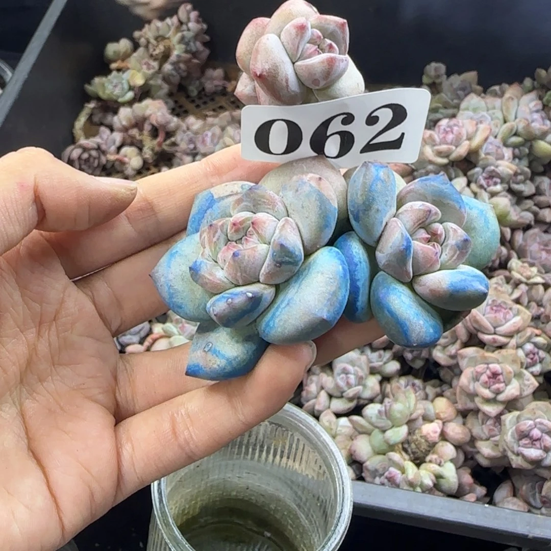 星影三头无根一物一拍062