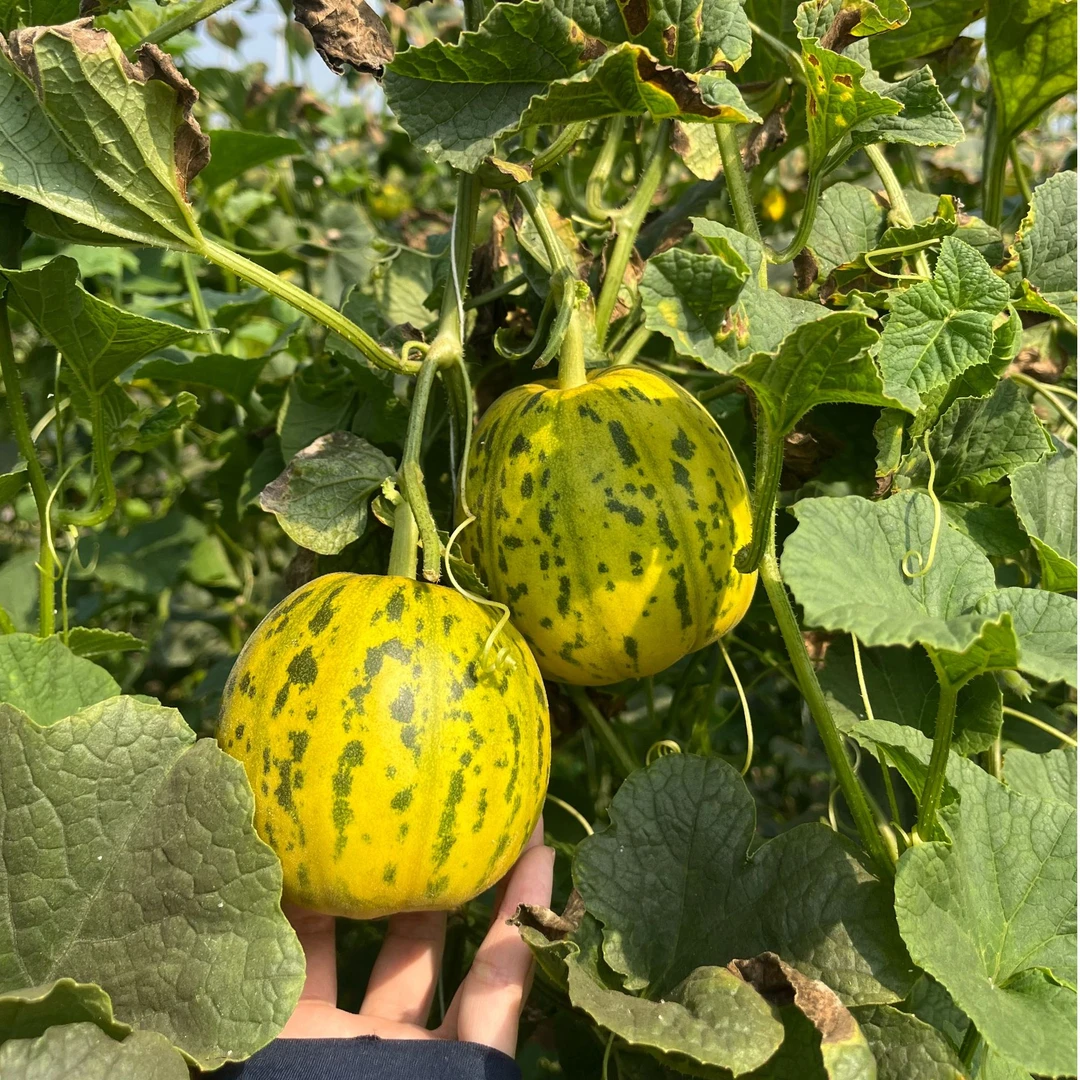 广西香瓜花美人脆甜爆汁甜瓜3斤/5斤装