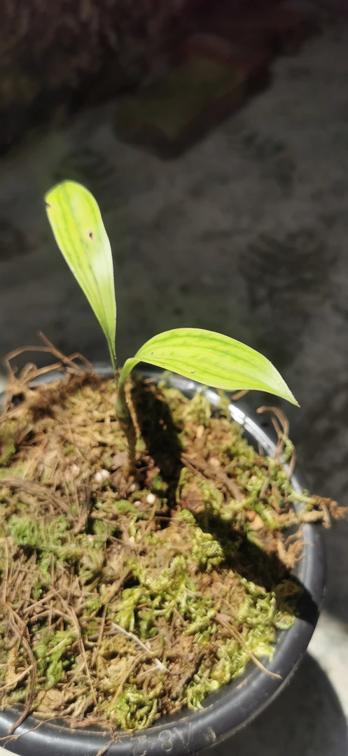 兔耳兰原生态种植