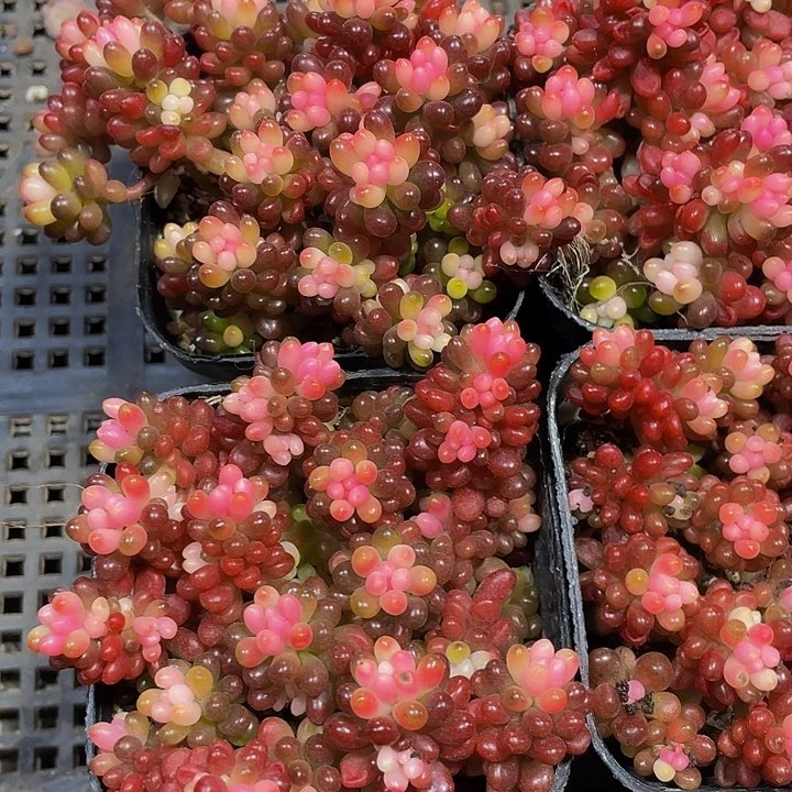 浆果锦4.8带哦土