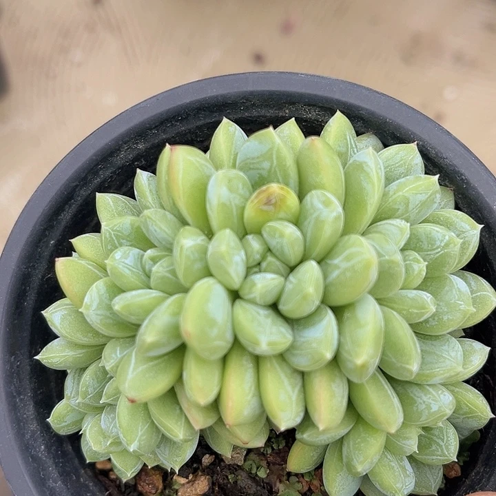 百达翡翠朵朵缀2731多肉植物