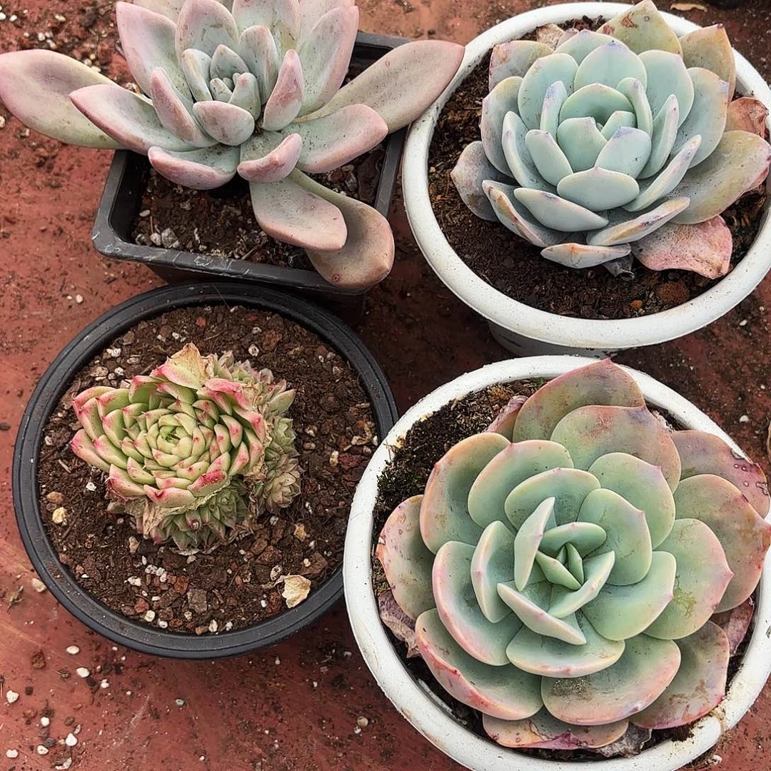 多肉植物宽拍394号