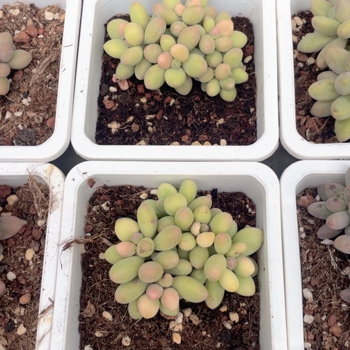 赵***子一我一拍桃花奶锦满18包邮