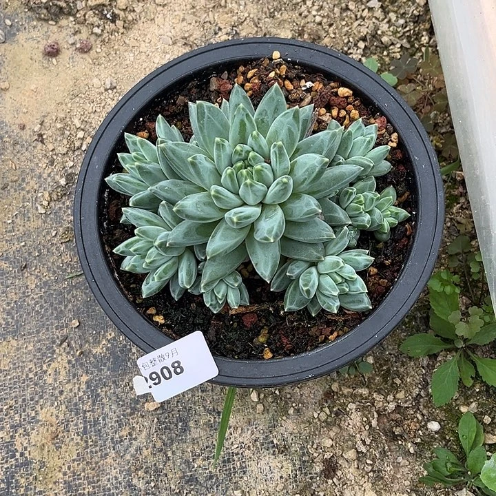 阿雅园艺。          2908