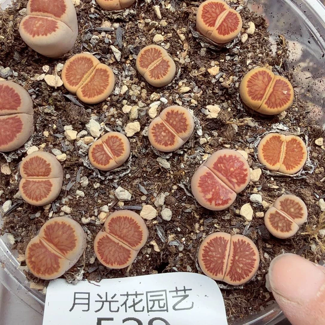 这个点睡一回是为了睡懒529不