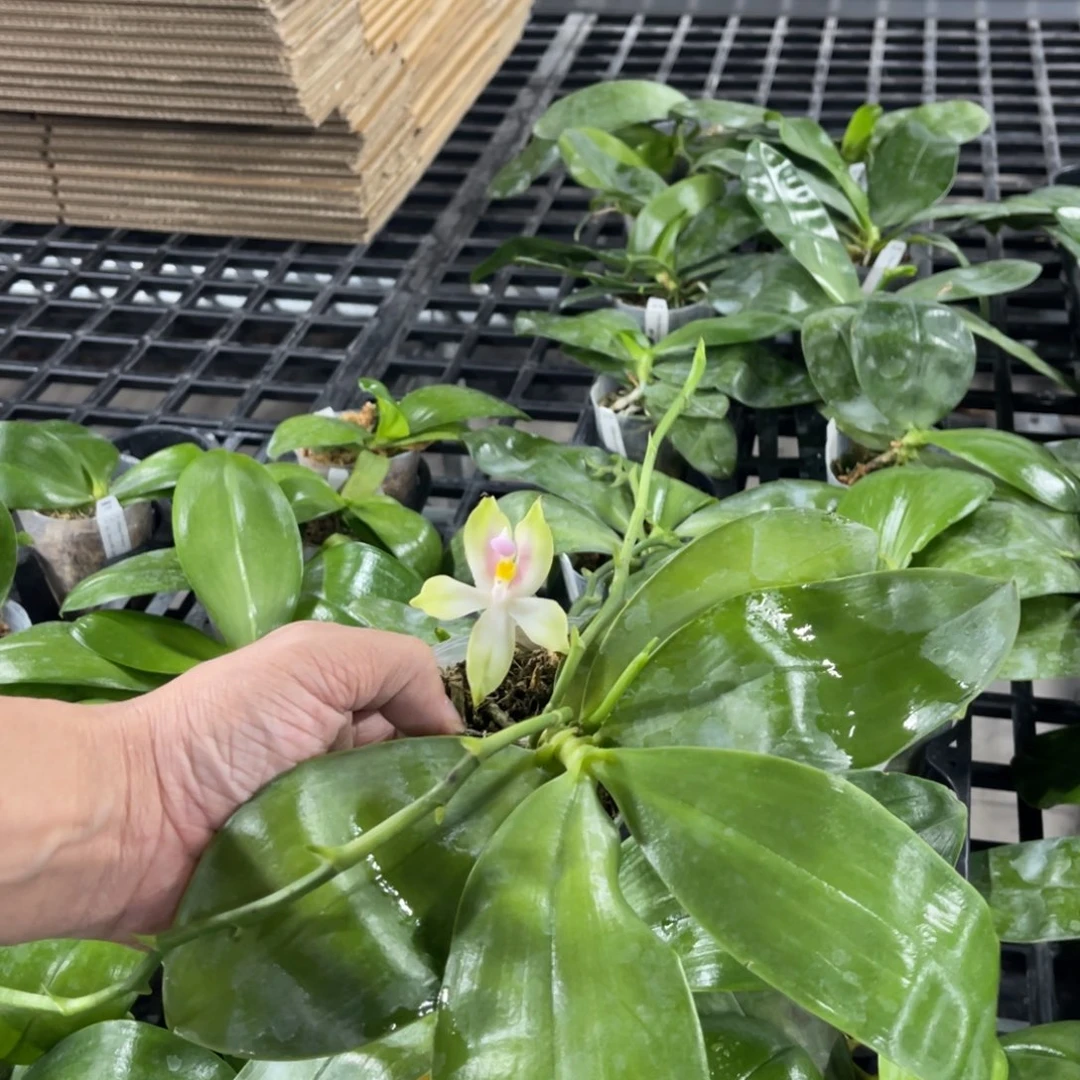 当前无花栽培后可以开花2.5沙美娜花壮苗发京东顺丰快递