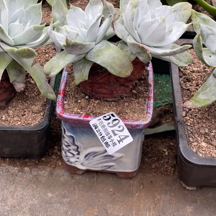 俊**布924号普西飞克多肉植物