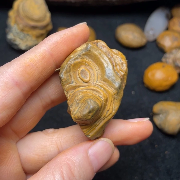 石材九眼页岩钱币石原石78