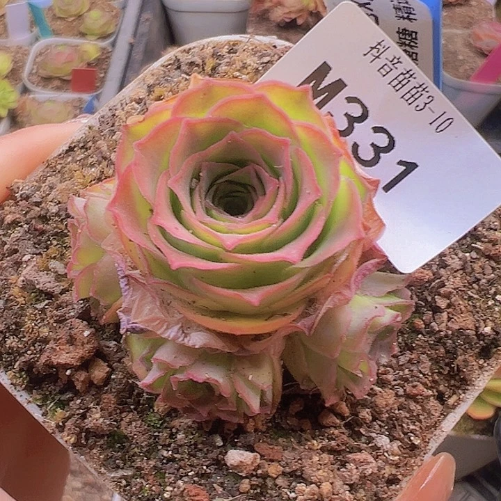 山地玫瑰多肉植物331