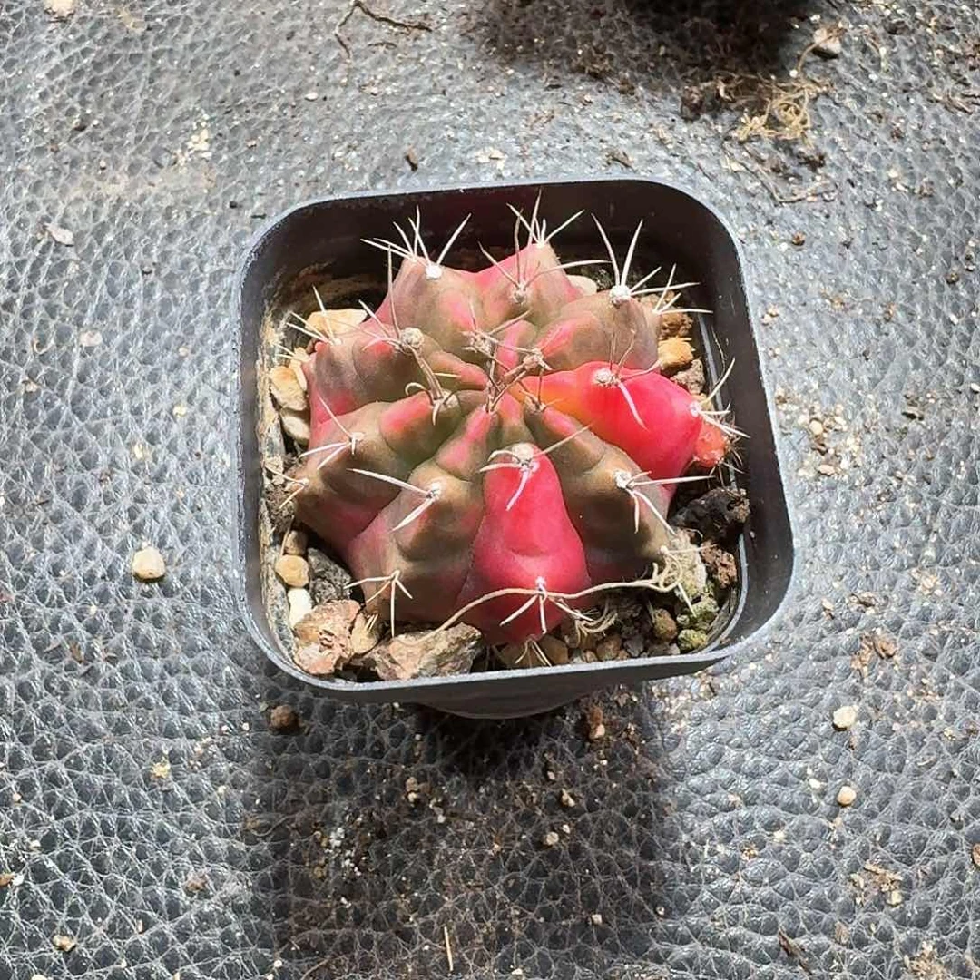 吉*491牡丹锦脱土发货