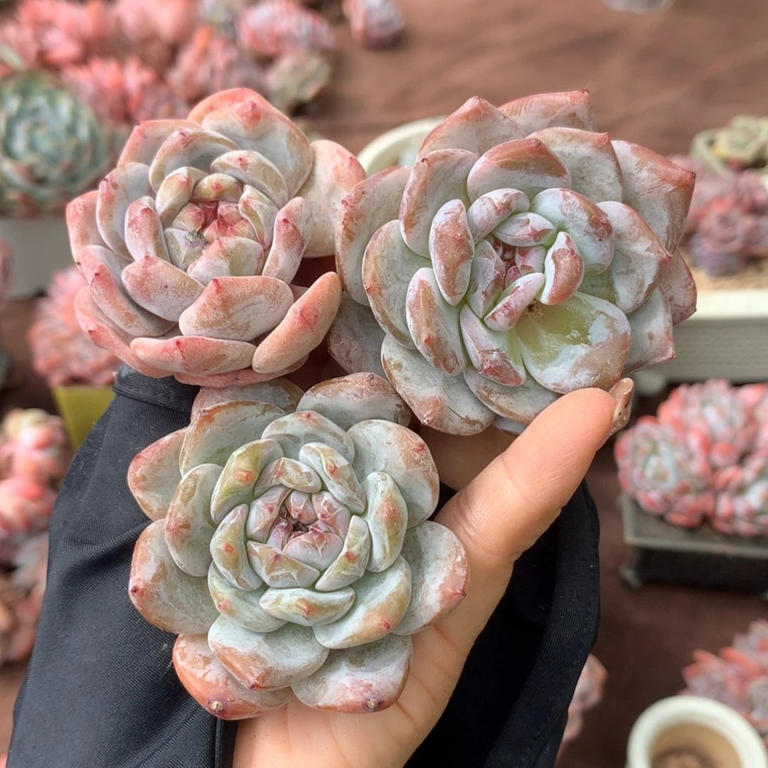 3颗单头哈哈哈哈哈哈哈哈哈哈哈