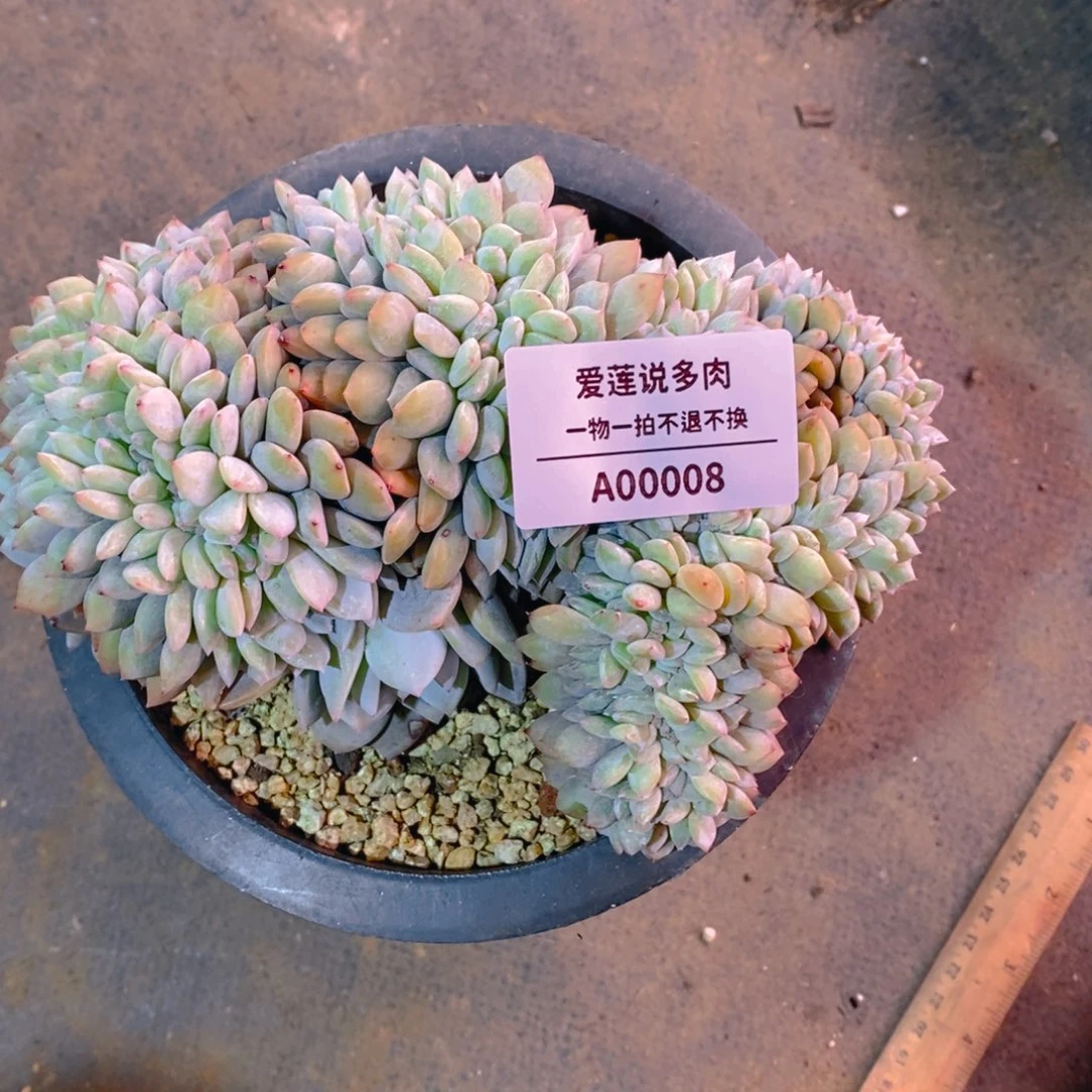 A00008星影盘龙缀