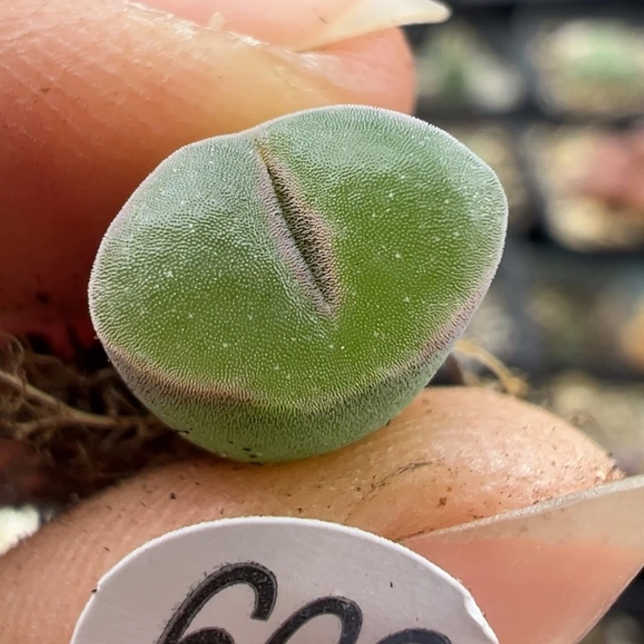 602号11111111111111