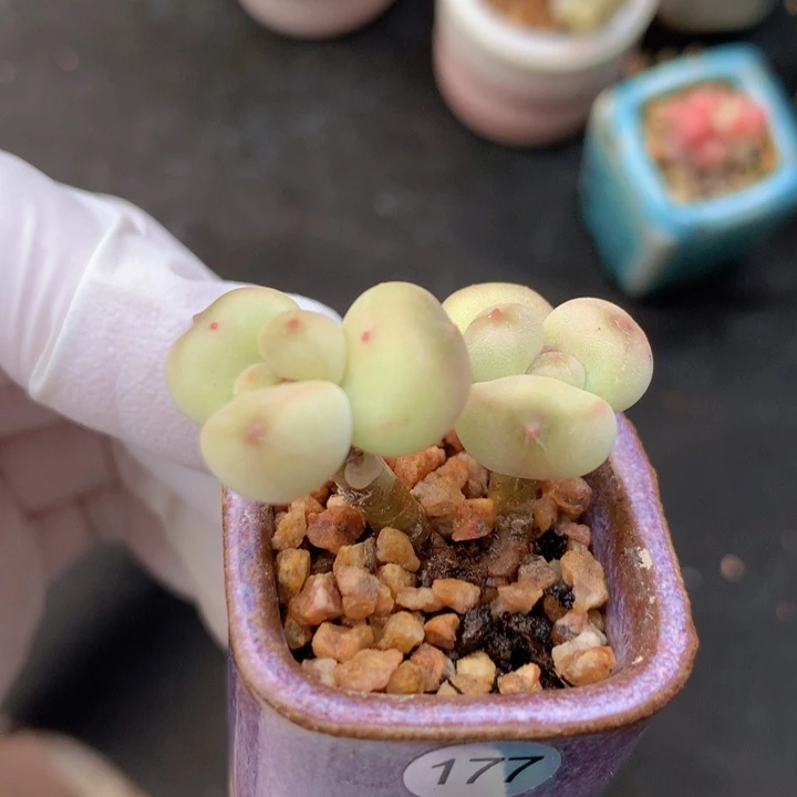 030 萤火虫 团圆 2+1 可爱