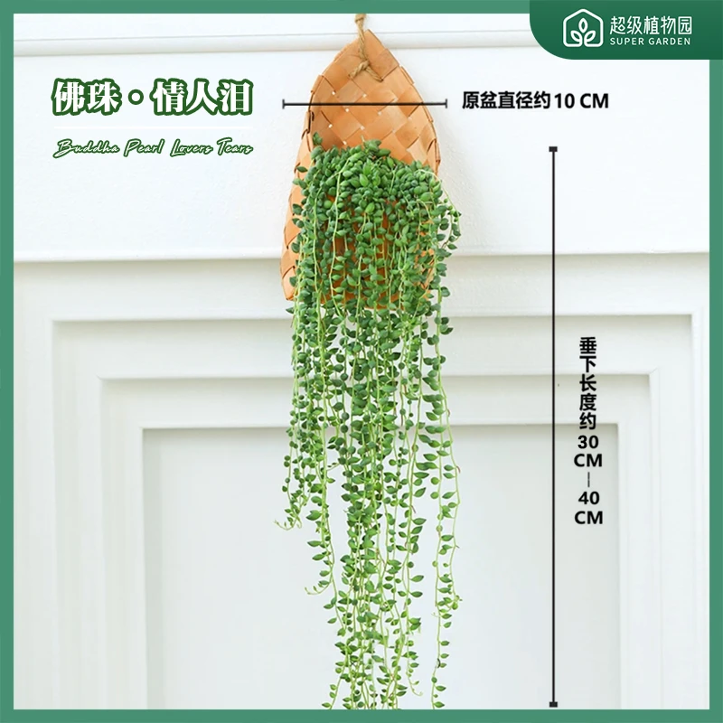 佛珠情人泪多肉绿植盆栽书房阳台庭院木片挂篮好养吊兰植物