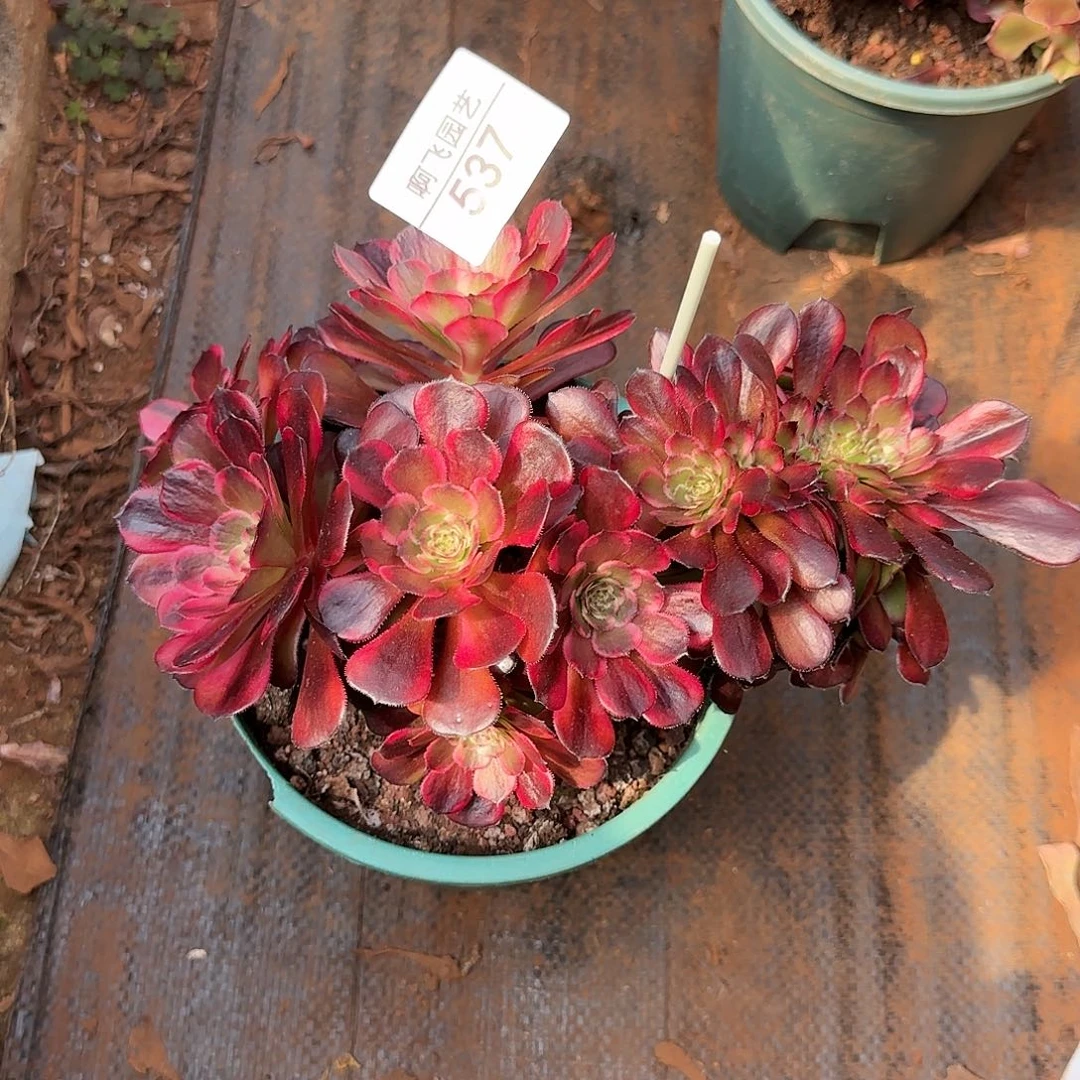 玉*?537多肉 黑金刚法师