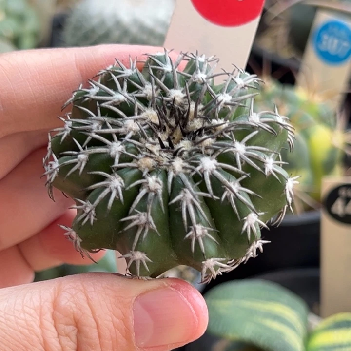 实生奇特圆盘玉5.1cm