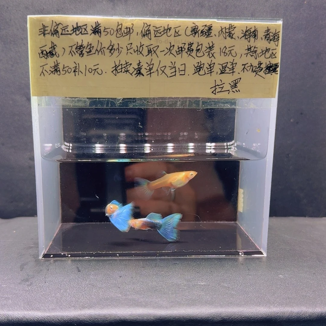 孔雀鱼黄化蓝礼服三条