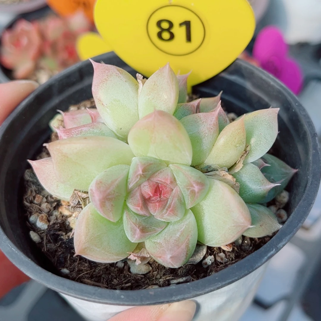 81号小老桩珍妮群