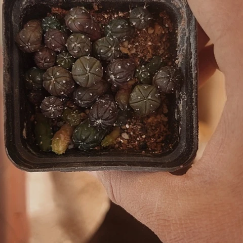 421处理仙人球小苗的