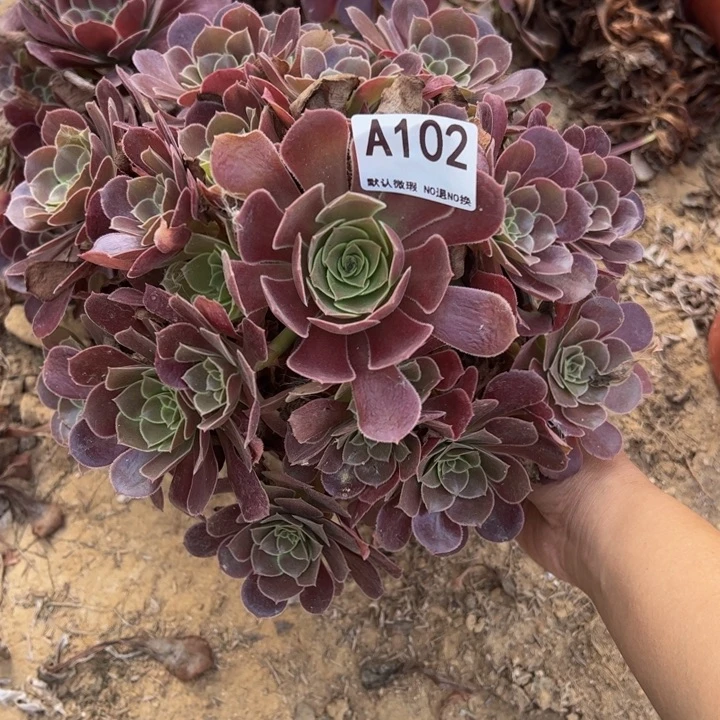 荷兰玫瑰多肉植物102.