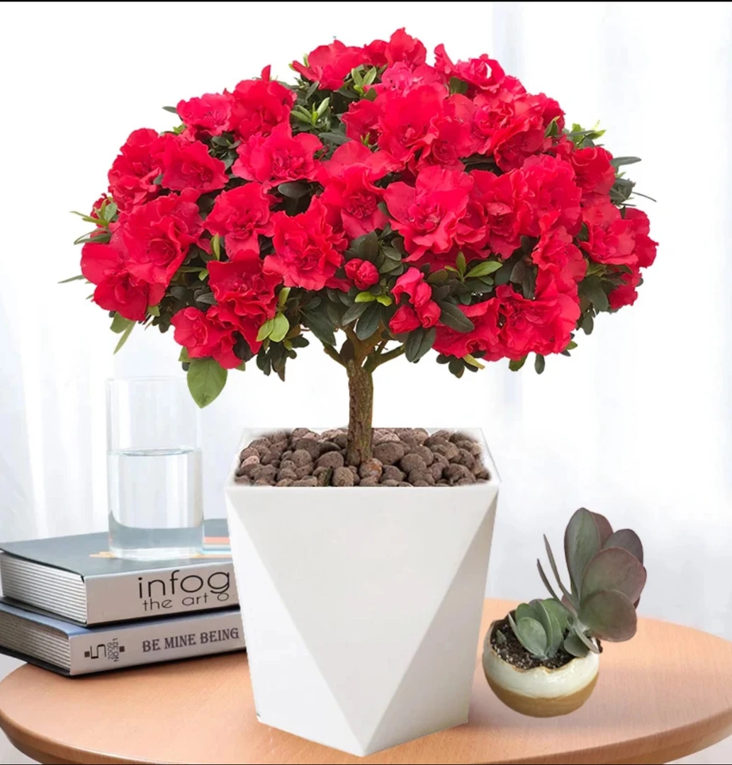 【顺丰包邮】杜鹃花四季开花盆栽绿植好养耐活带花苞发货