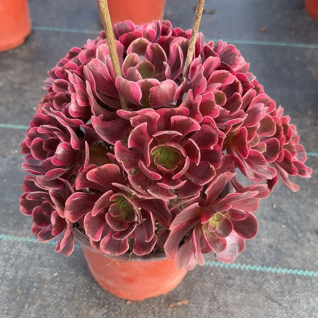 爱神法师多肉美美美