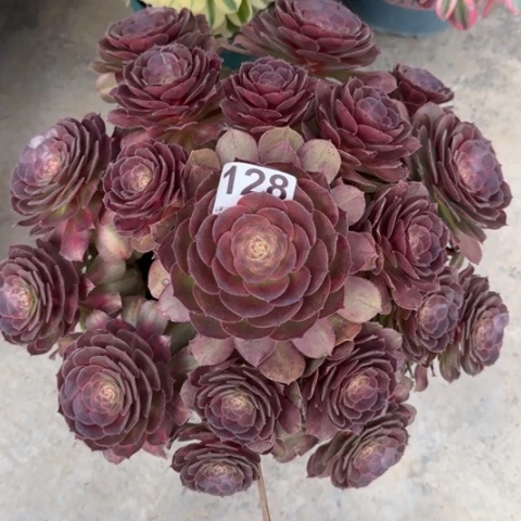 128抹茶32厘米左右