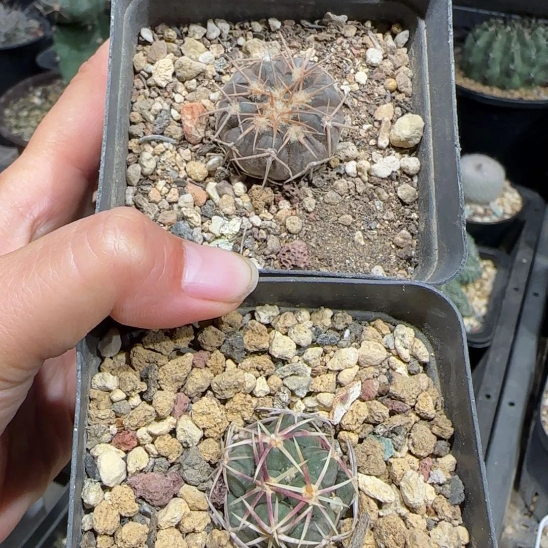 015实生2.6伏刺天平➕大红鹰多肉2.3