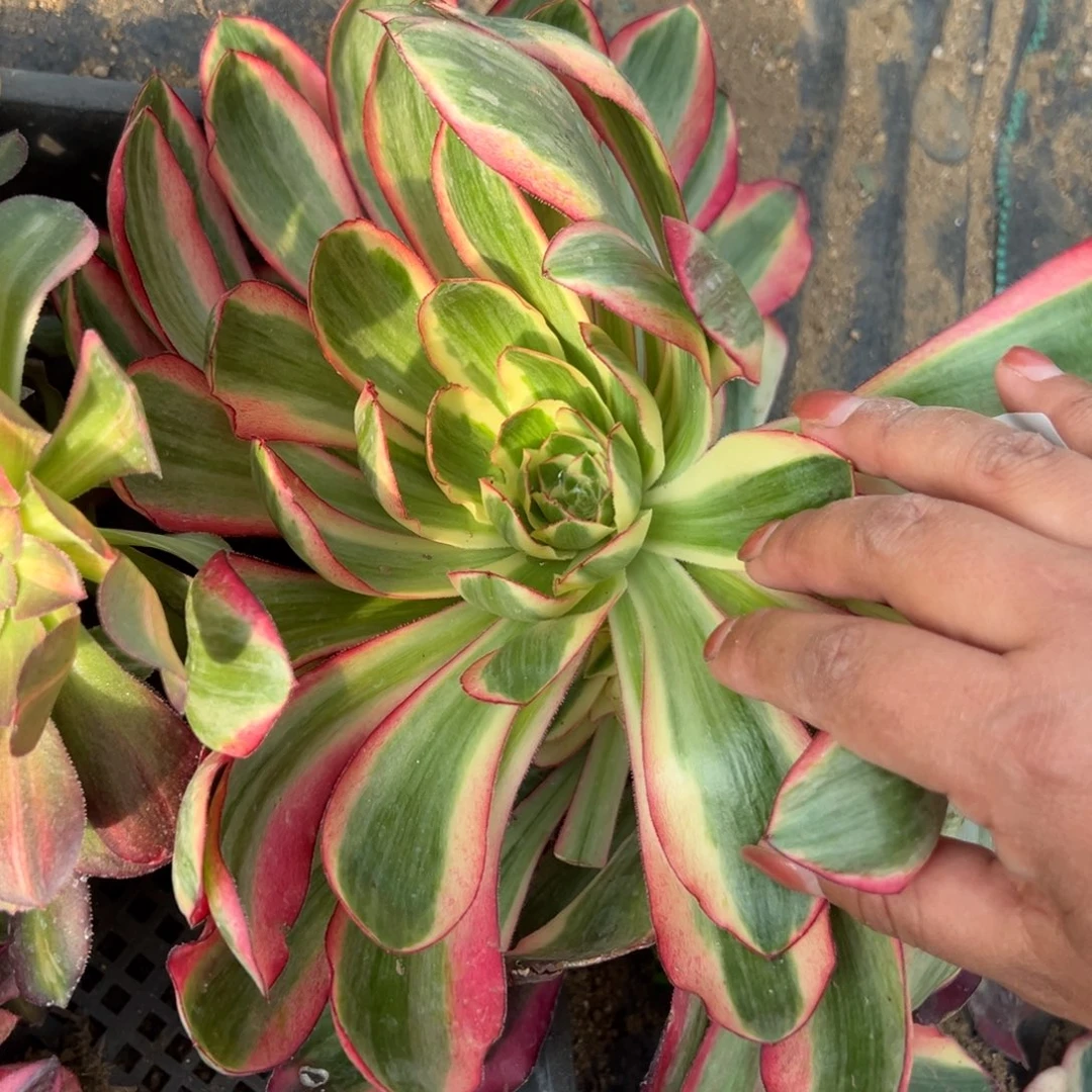 27爱丽丝钻石星多肉