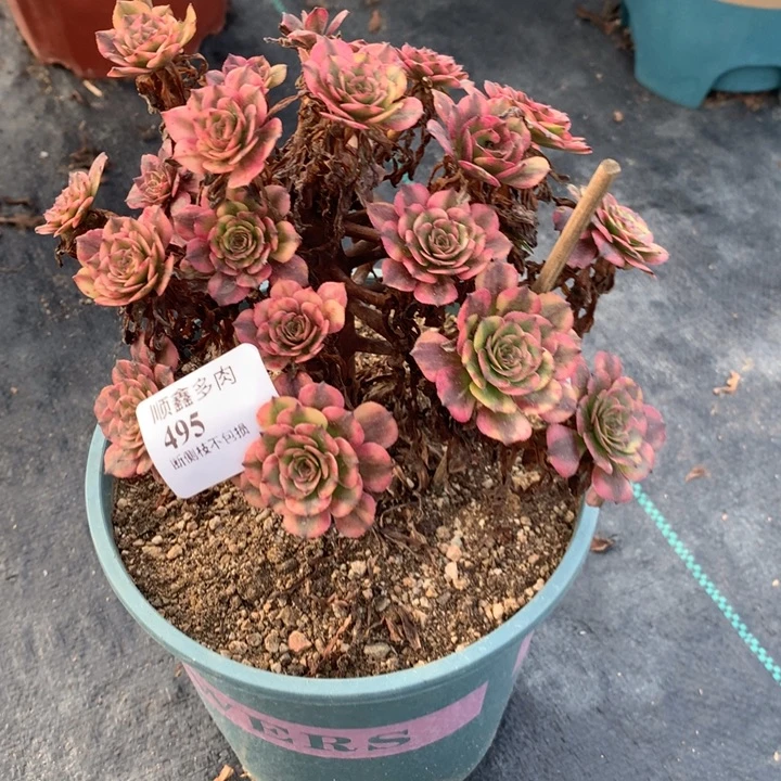 495粉美机多肉植物特价