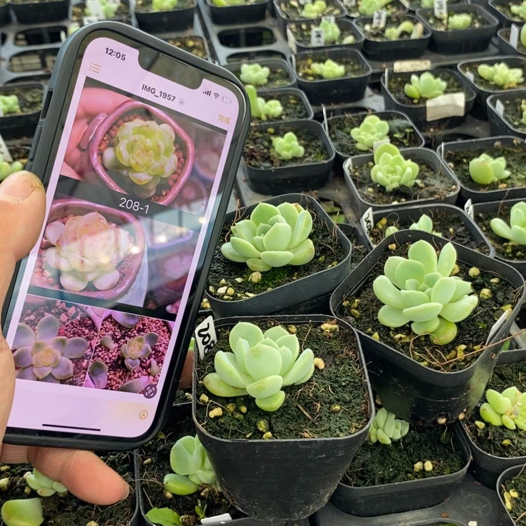 上盆甜心208-1苗一个